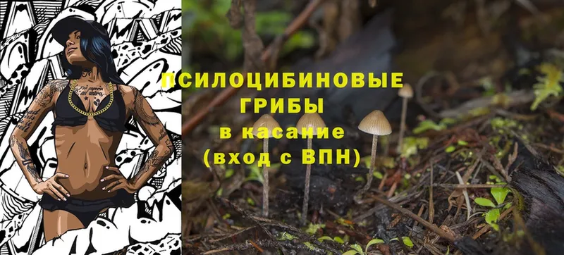 Галлюциногенные грибы Psilocybine cubensis  shop формула  Белогорск 